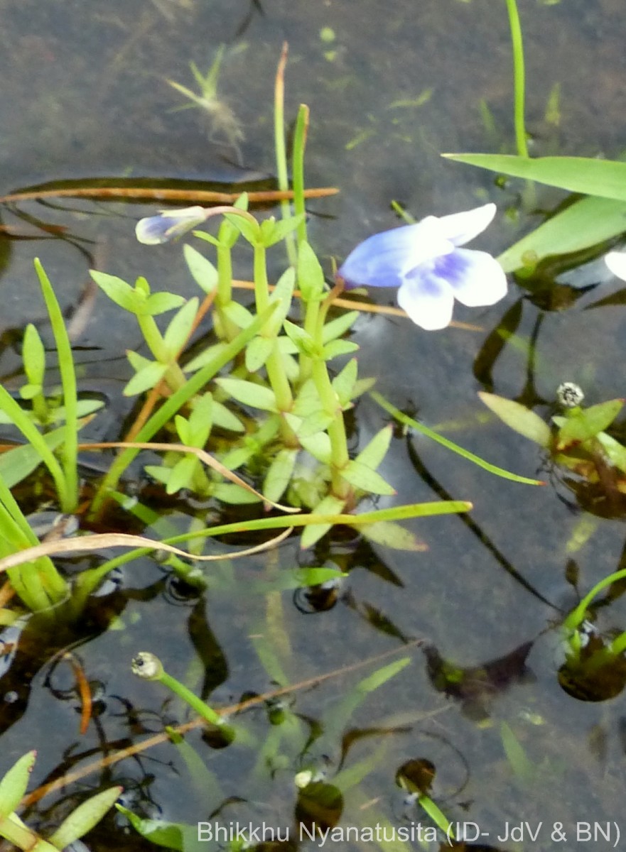 Lindernia hyssopioides (L.) Haines